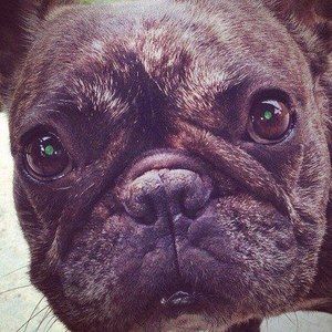 Meet your Posher, Annie